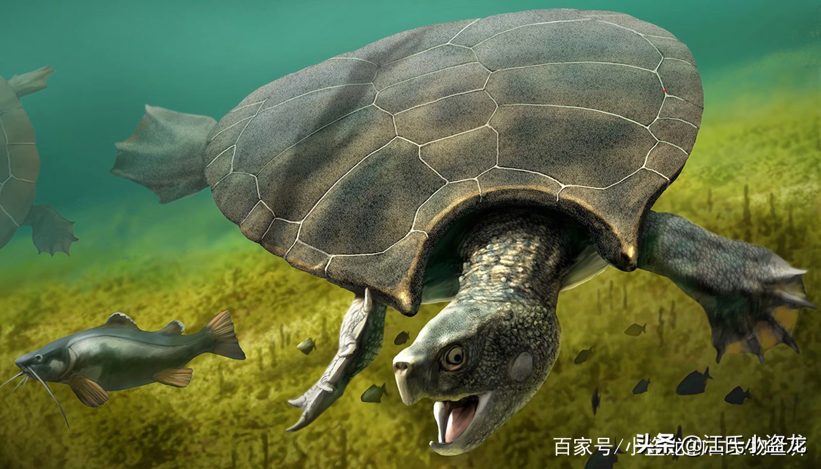 古海龟:背壳能停小汽车的远古巨龟
