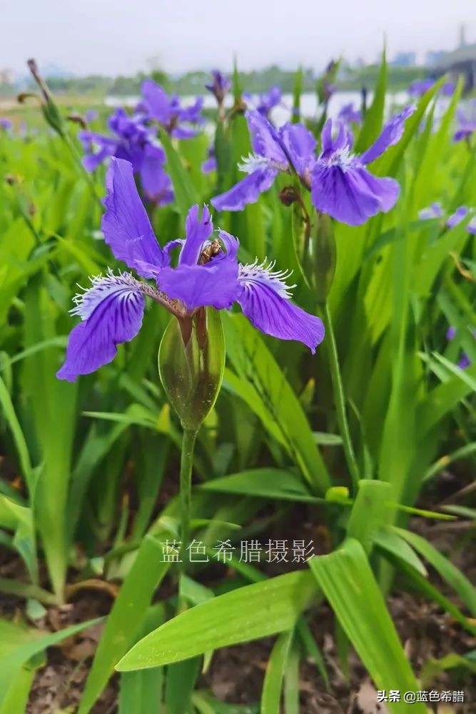 鸢尾兰长什么样子（实拍18张紫色的鸢尾花照片）