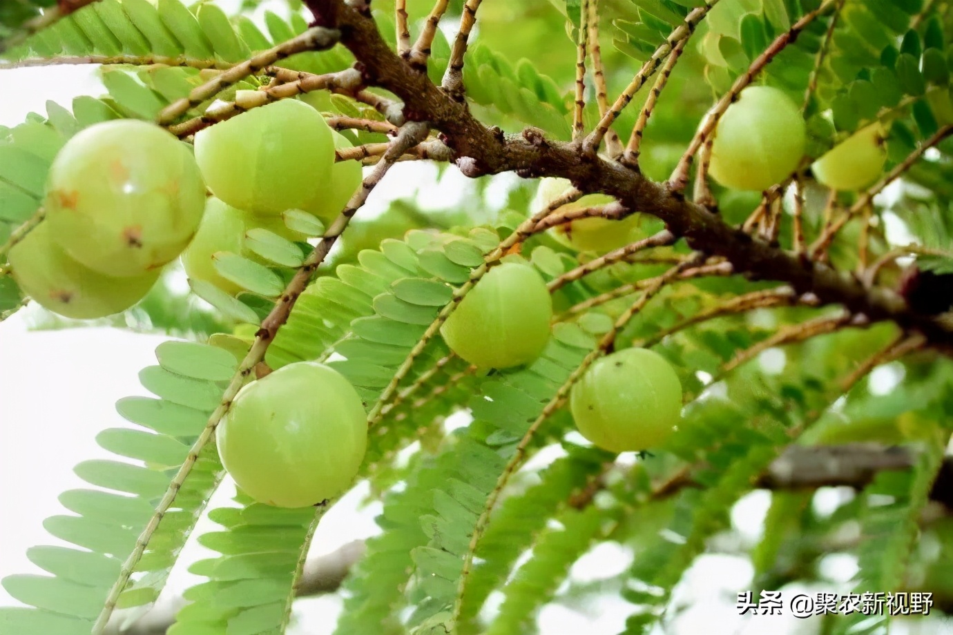 油甘的功效与作用吃法大全-我的快乐小窝