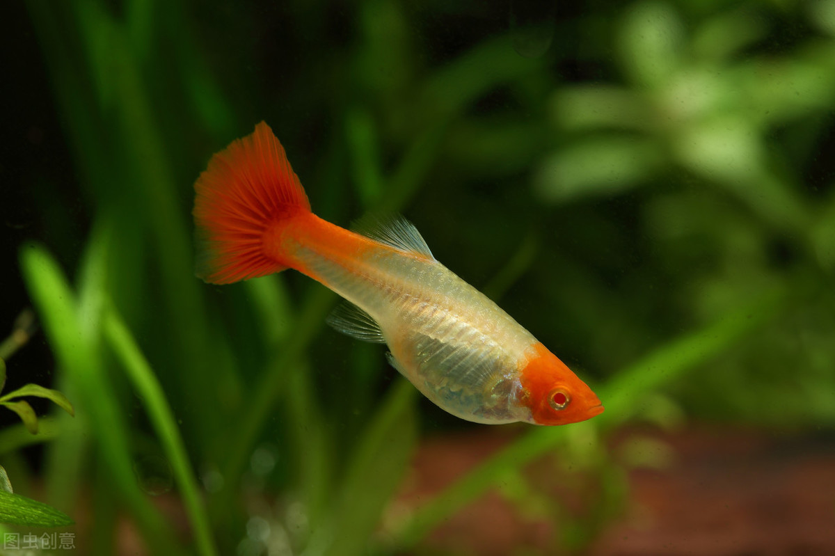 養魚的水,養魚的水怎樣才能養好水質