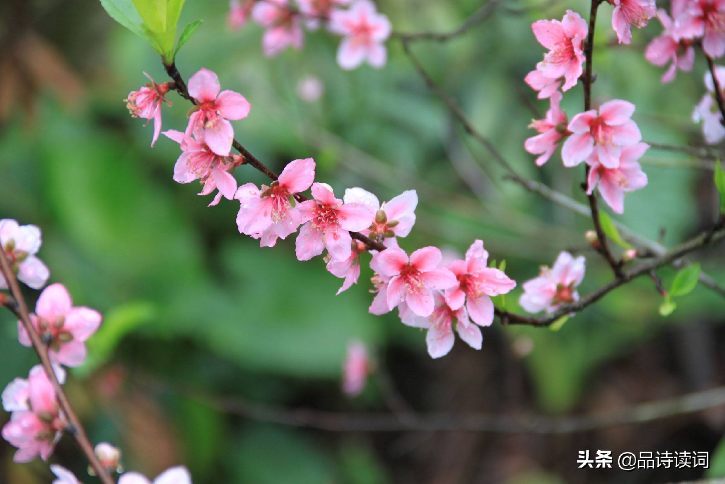 韩愈很经典的一首诗，表现手法高超，写出了完全不一样的春色美景