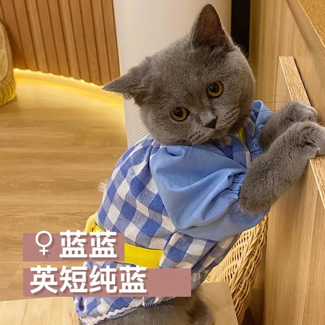 「探GAI」沈阳,那些正被猫治愈的年轻人