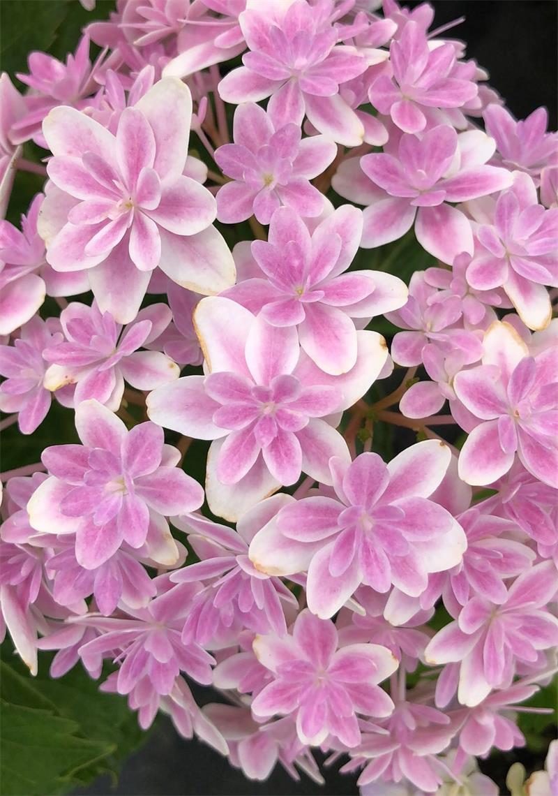 新老枝都能开的5种绣球花,从春开到秋,太优秀了