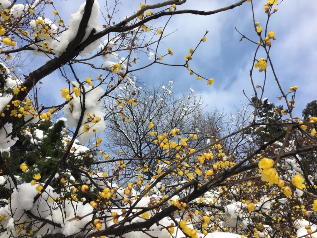 花影飞雪瘦西湖，诗词梦里醉扬州