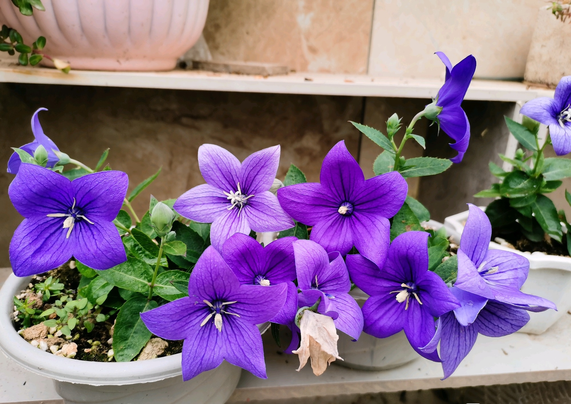 白色桔梗花(耐寒花卉中华桔梗东北露养能过冬)-最美岛