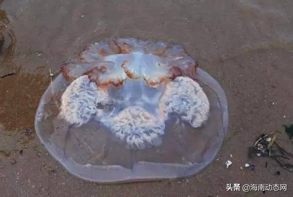 海魚圖片大全,海魚圖片大全及名稱