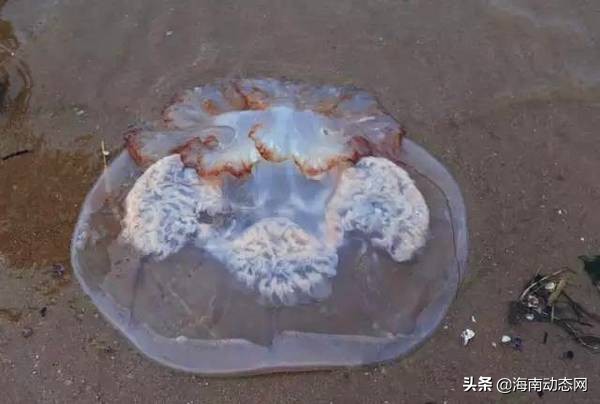 海鱼图片大全,海鱼图片大全及名称