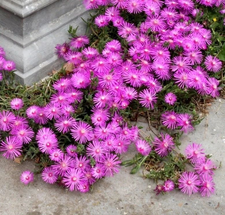 6种匍匐生长的垂盆植物,种石板路边顽强开花,庭院入门覆盖植物