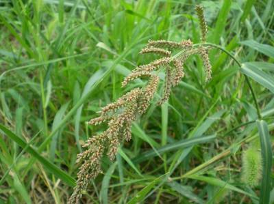 稗子与麦子,水稻共同吸收养份,是恶性杂草,败家子中的"败"就是稗子