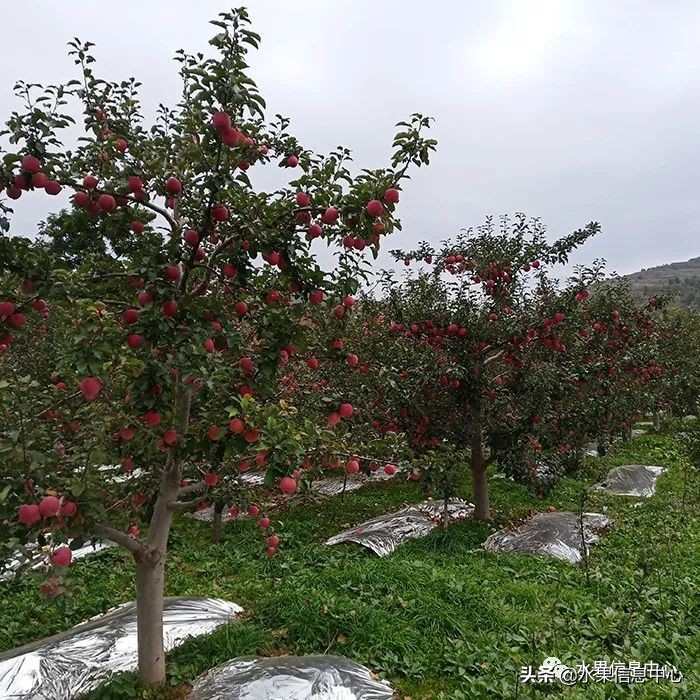 苹果几月成熟（常见的23种苹果的品种产地及成熟时间）