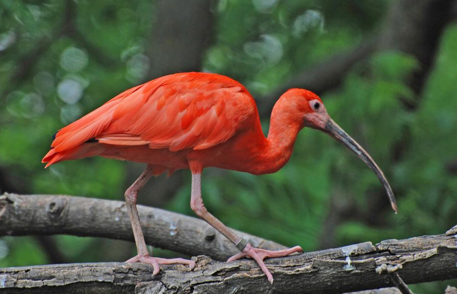 鹮怎么读？鹮的读音和意思