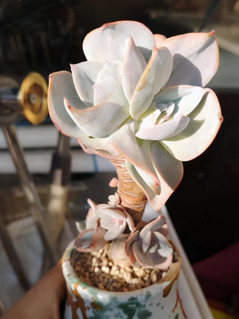 喜欢多肉老桩-喜欢多肉老桩的沧桑感 - 114知识网