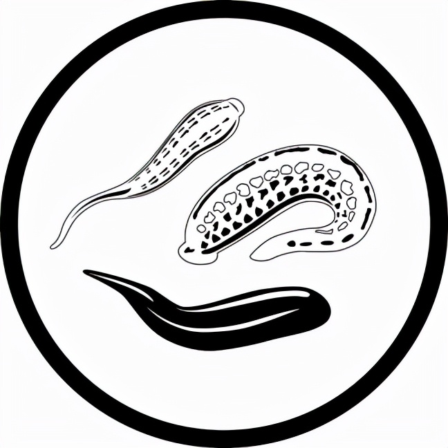 蚂蟥也就是水蛭与旱蛭的俗称,是环节动物门环带纲的一类动物,雌雄同体