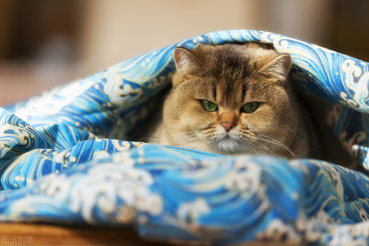 “招财猫”金渐层，你会养吗？