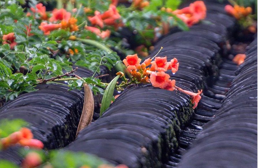 「诗词鉴赏」凌霄花 | 人生何曾都如意 弱质未必不凌天