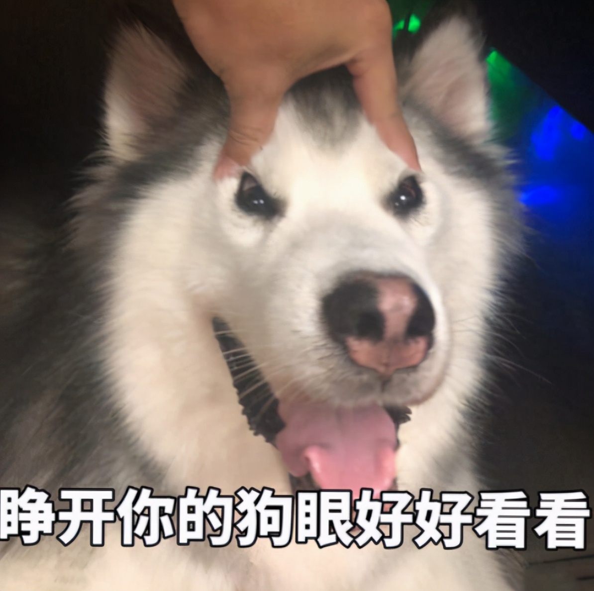 土狗名字也可爱，歪脸、棒棒、二黑……你喜欢哪个？