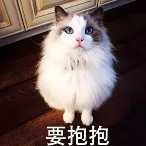 为什么布偶猫价格那么贵?新手铲屎官适合养布偶吗?