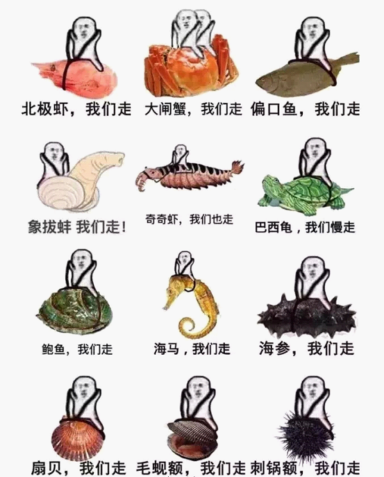 皮皮虾我们走,