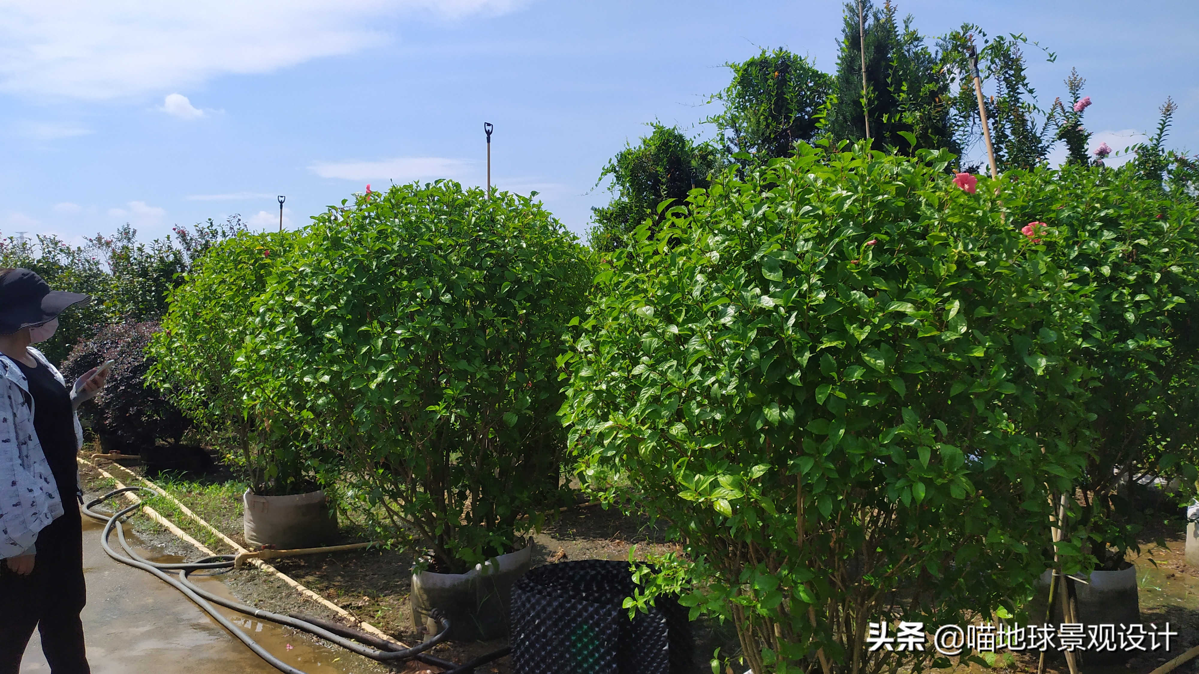 红花玉芙蓉（35种常见的球类灌木植物介绍）