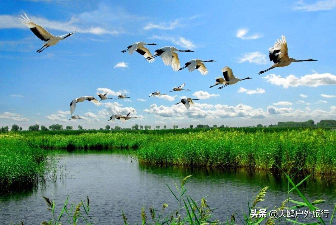 齐齐哈尔，因为扎龙湿地和丹顶鹤，被誉为鹤城