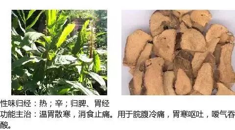 300个中草药图谱（附主治功效），知道一半就太牛了（上）