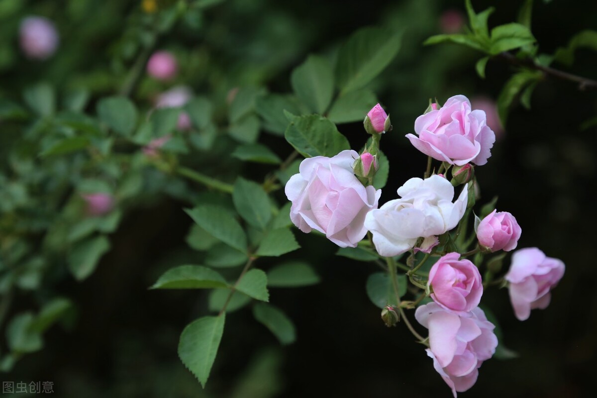 四月：梨花落，春欲晚，花事荼蘼，彼岸无期，闺中风暖，陌上草薰