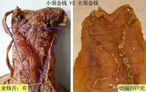 魚膠界的勞斯萊斯：金錢鰵魚膠為什麽能排在第一，真有這麽神奇嗎