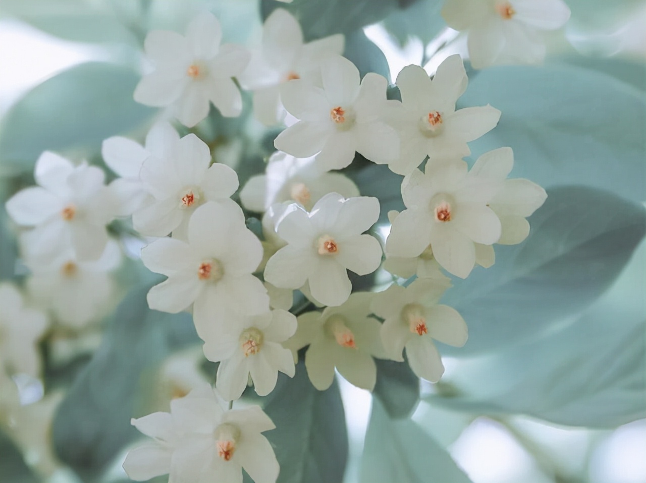 狮子座：细微之处见真情，他们的爱，隐藏在哪些细节里？