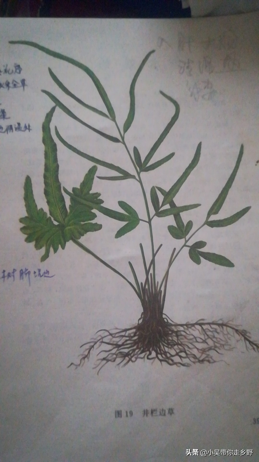 农村植物介绍之—凤尾草，名字优美作用却很大，以前不知道可惜了