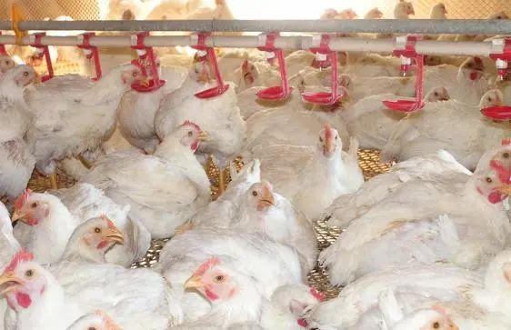 一年卖35个亿，“快餐界的拼多多”这回翻车了