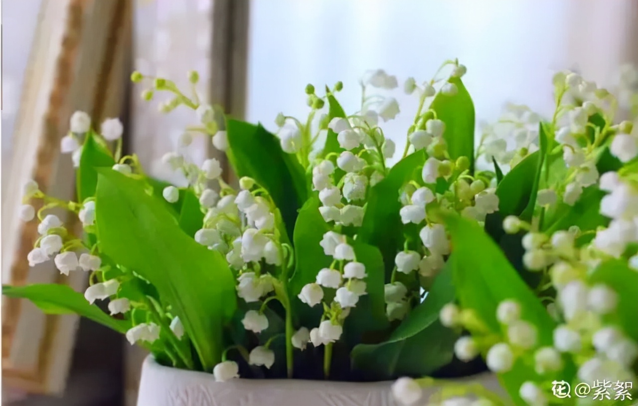 鈴蘭花圖片,鈴蘭花圖片 唯美