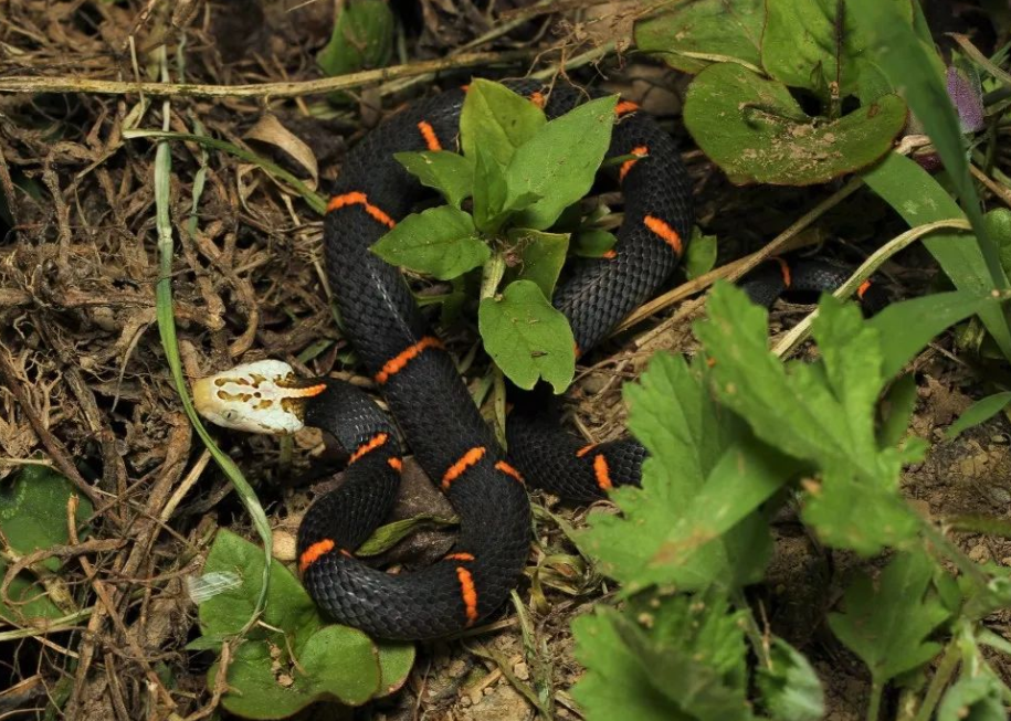 白头蝰蛇图片白头蝰蛇是什么蛇