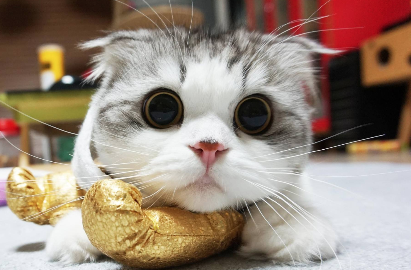 养宠小知识：猫咪外伤如何处理？家里应该准备哪些常备应急工具？