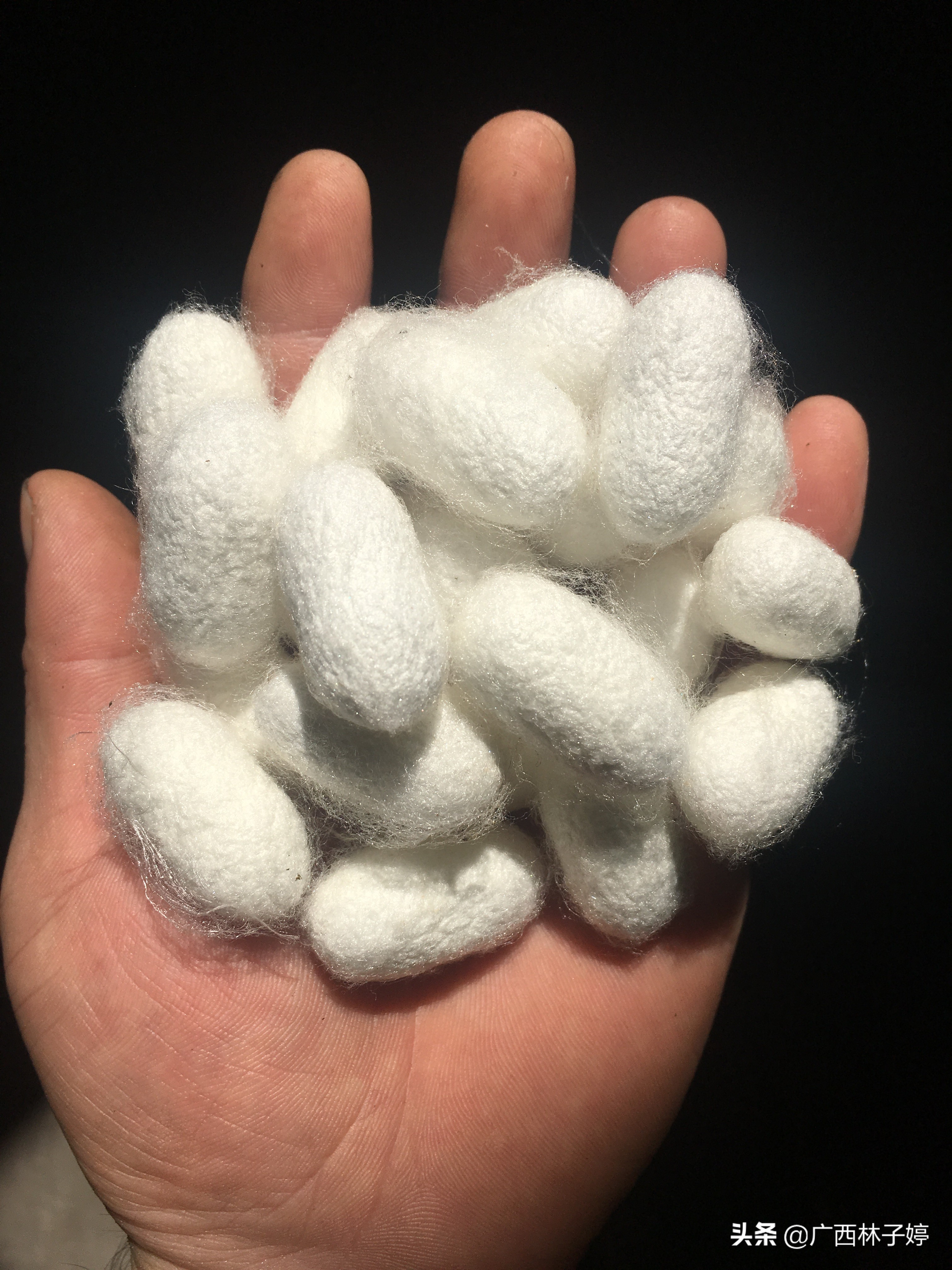 提个醒,别用桑蚕丝价格买了柞蚕丝