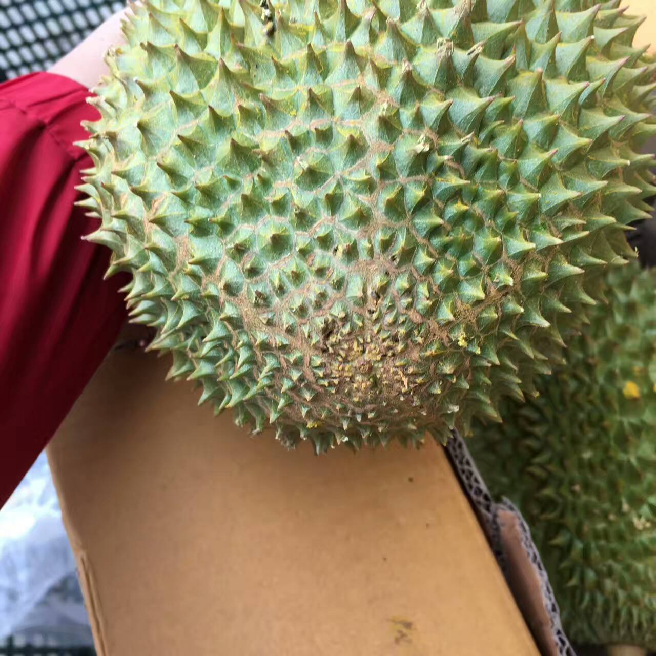 泰国托曼尼榴莲,够黄够色重口味!详细介绍,赶紧收藏