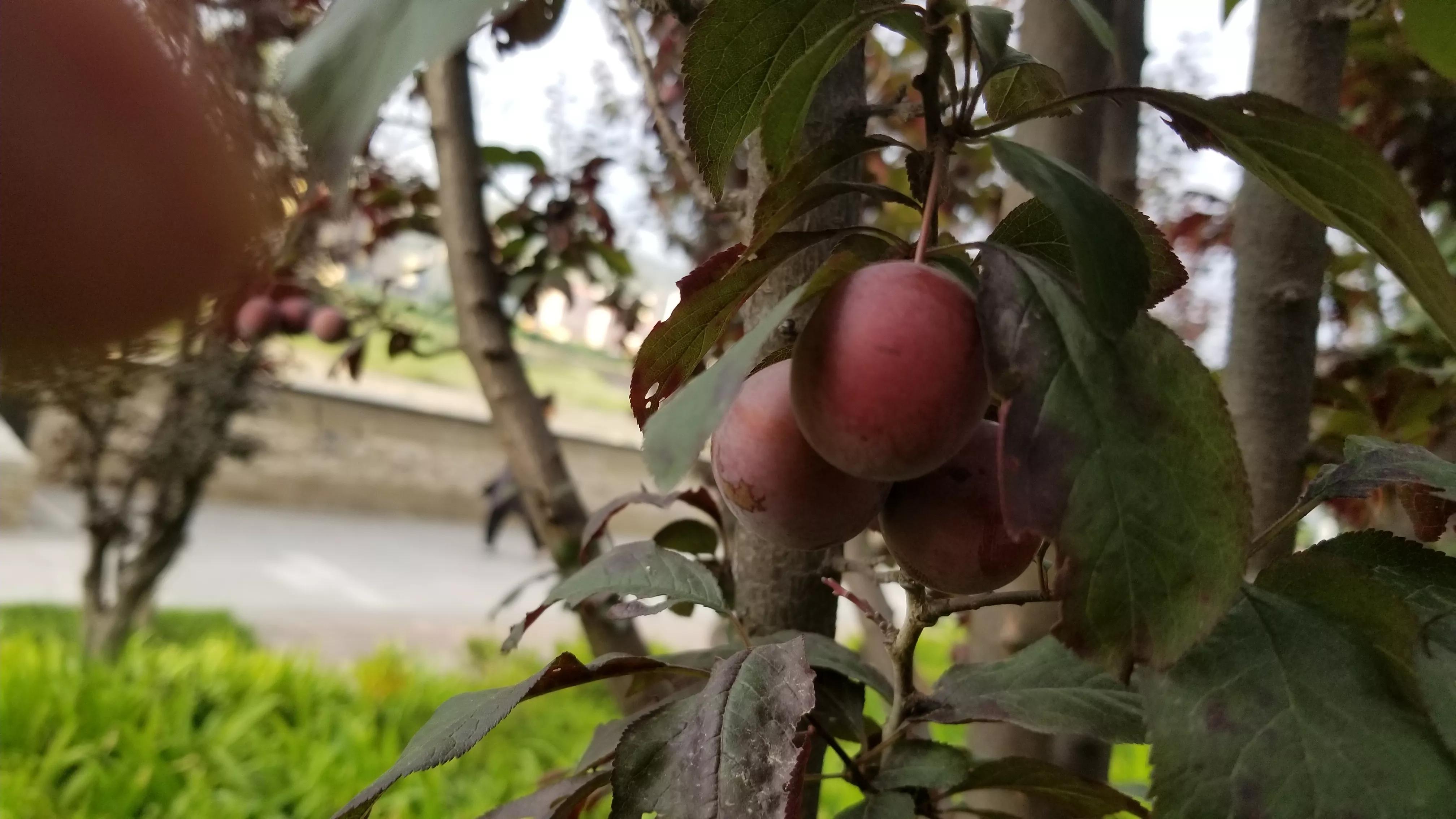 绿化树紫叶李的果子能吃吗？