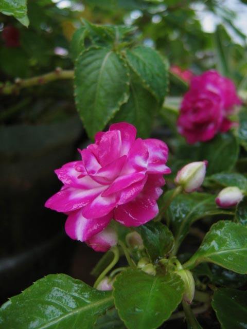 非洲鳳仙,非洲鳳仙花的養(yǎng)殖方法和注意事項
