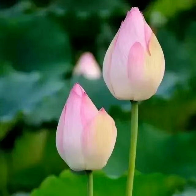 接天莲叶（《接天莲叶无穷碧》）
