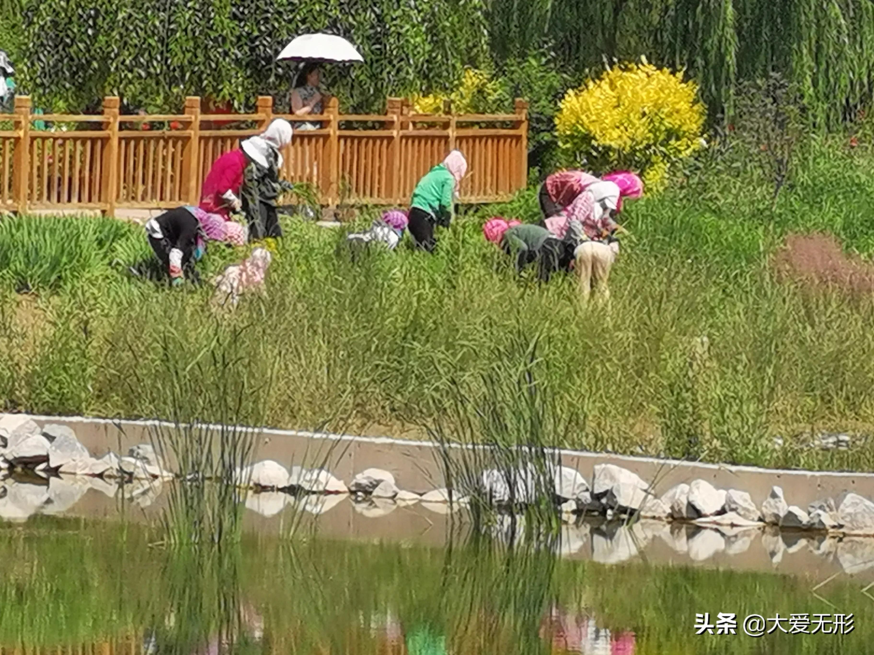 「五律」雨后西郊公园即景