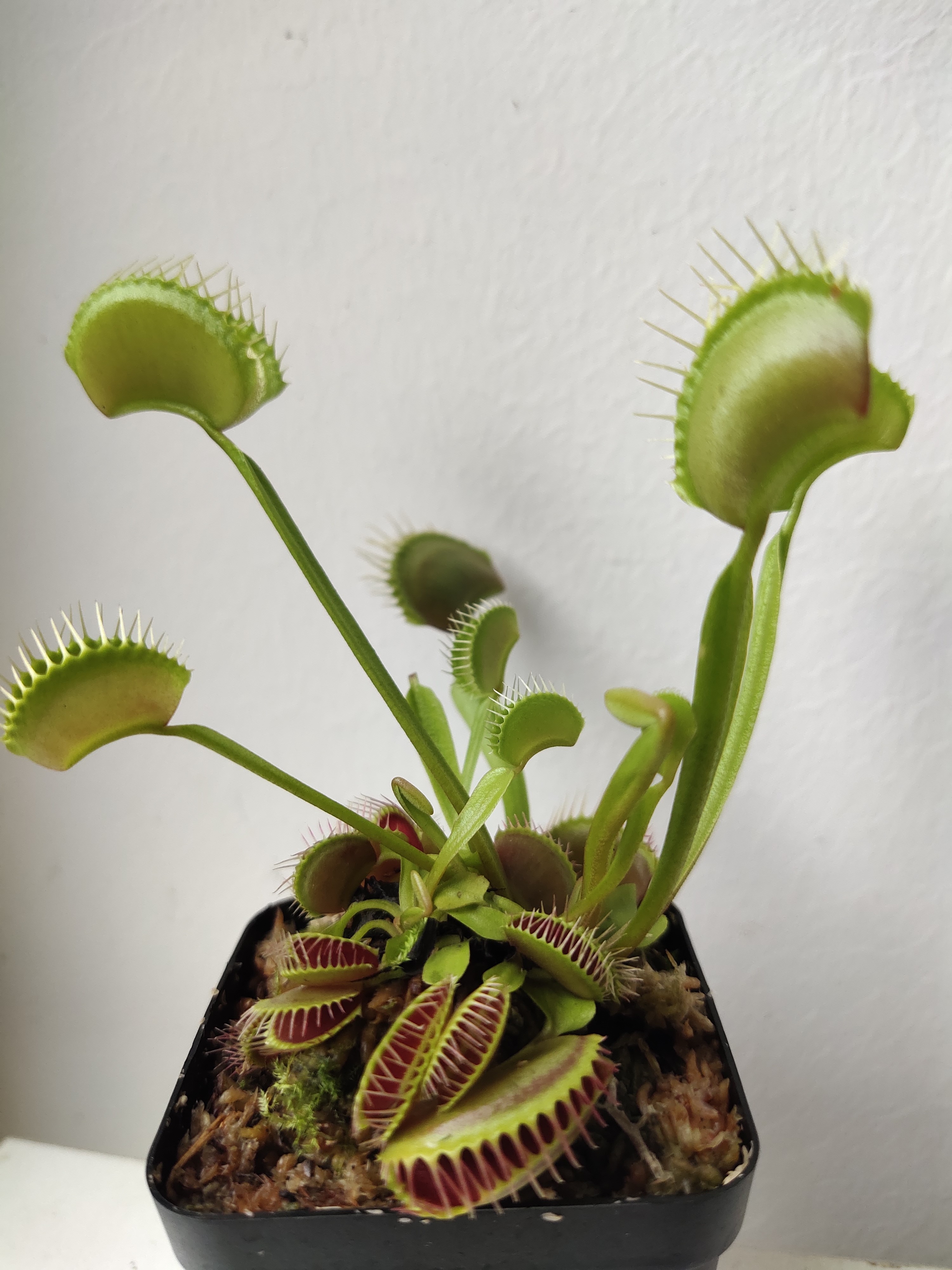 捕蚊草价格(捕蝇草不好养) - 价格百科