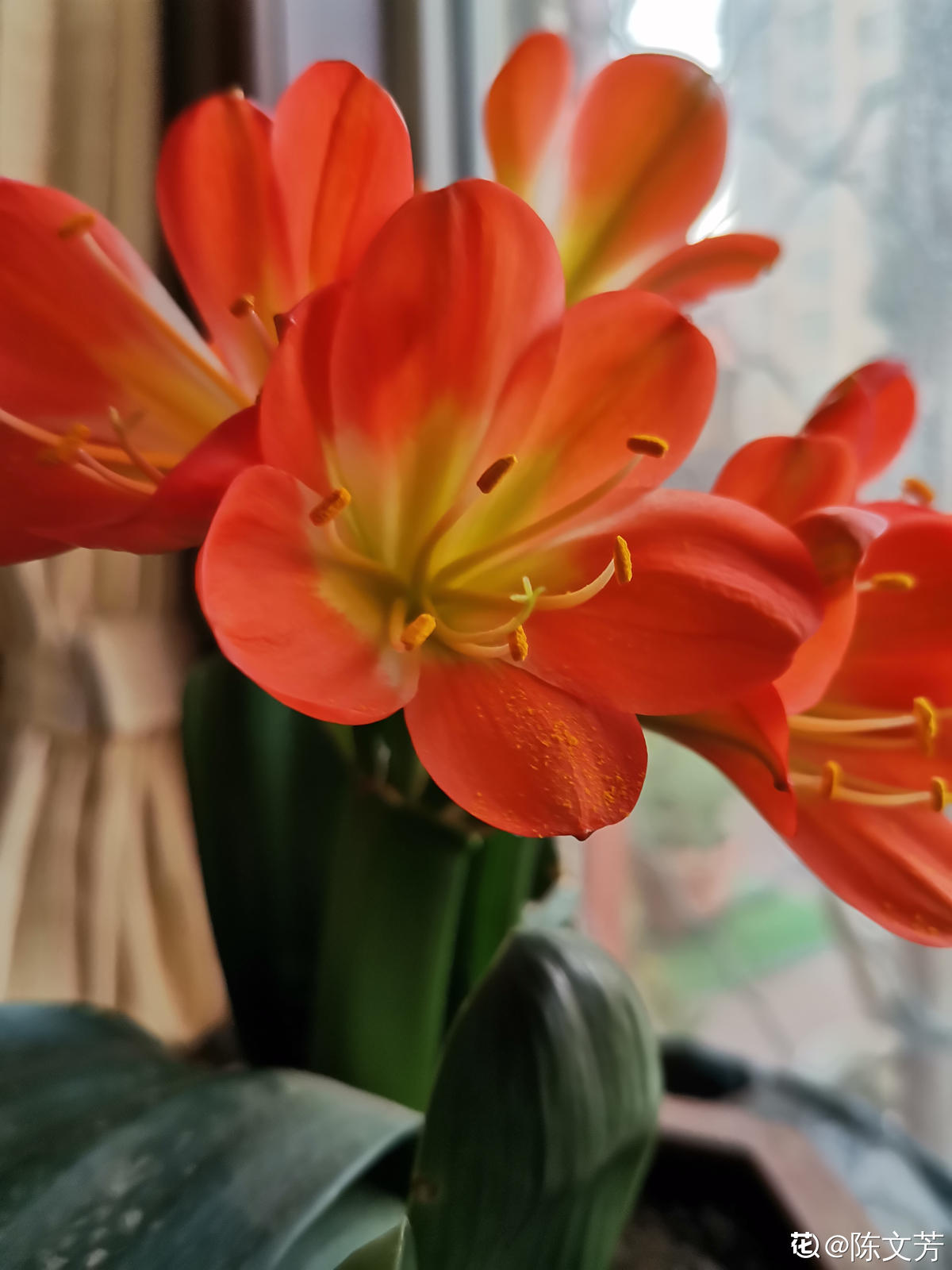 乔迁之喜应该送什么花最合适（乔迁送什么鲜花比较好）