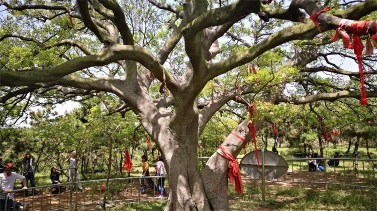 丛生朴树是常绿还是落叶（落叶乔本朴树的价值特征）