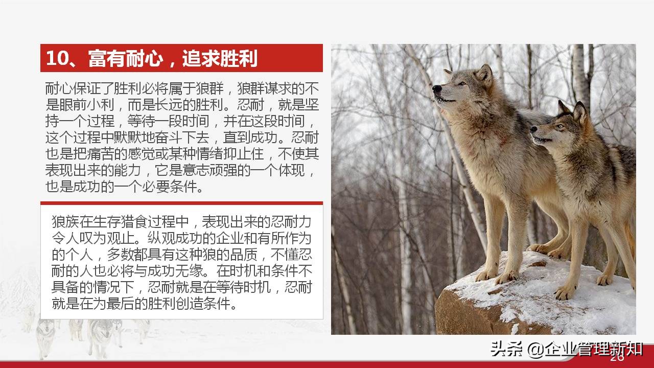 33页完整版，狼性文化与企业精神培训PPT，可直接用于员工培训