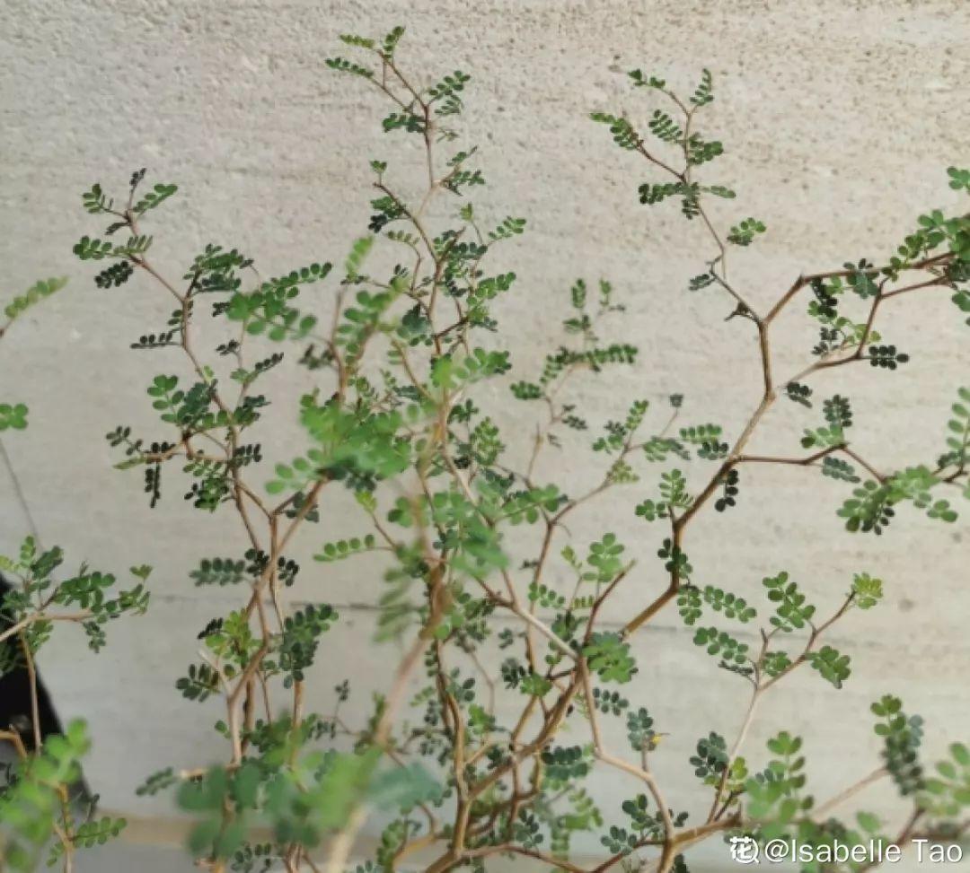20种耐阴花,比绿萝好养,摆客厅名贵又有范儿