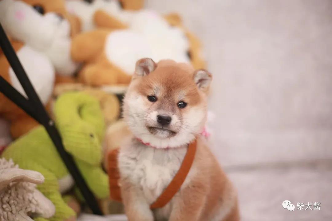 纯种日本柴犬一只多少钱？（全国报价）