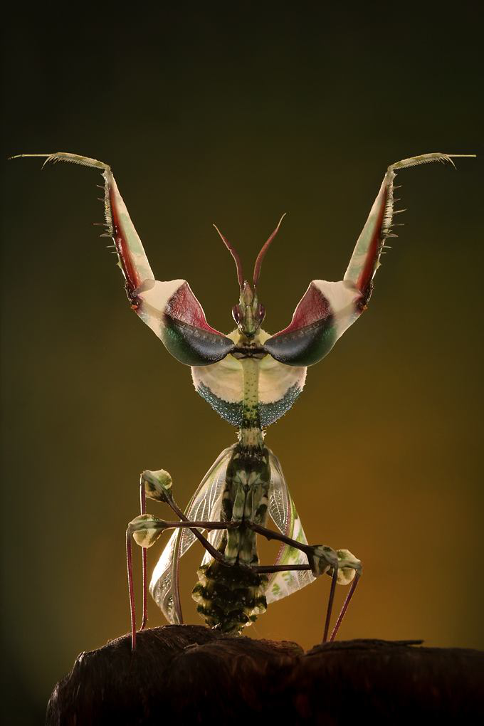 世界上最奇特的虫子图片
