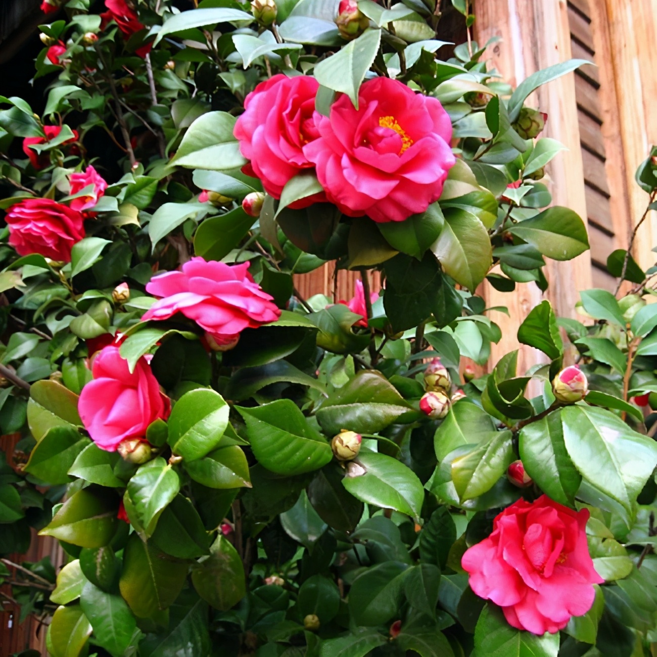 山茶花的特点(茶花娇滴滴的,养它要先熟悉习性,开花美艳艳)