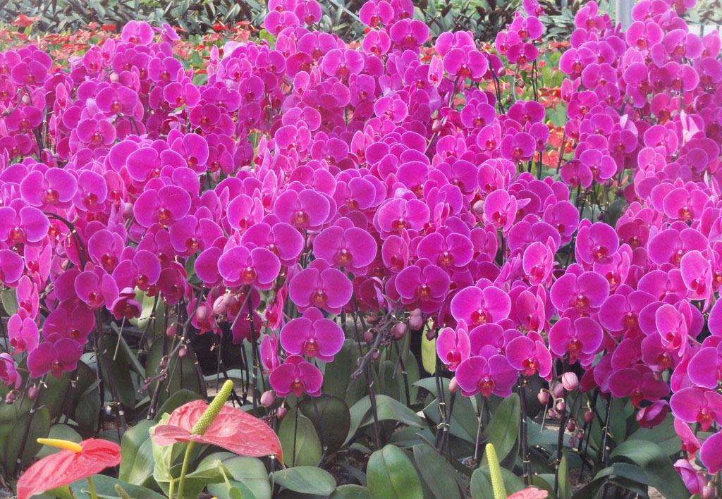 过年养什么花喜庆（什么花代表好运气）