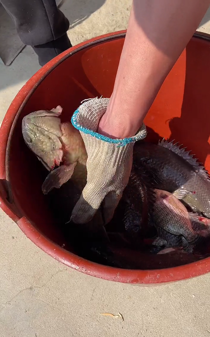 废弃水塘出现许多巨型过山鲫,肥硕惊人