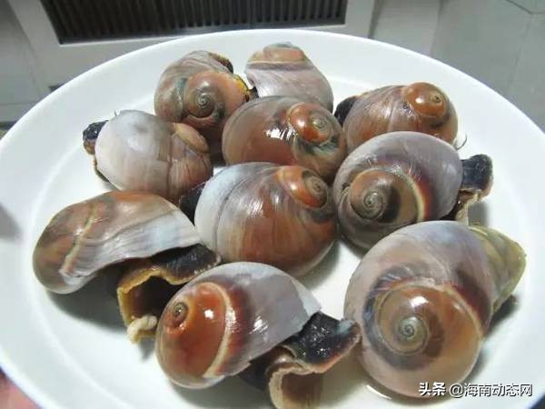 海魚圖片大全,海魚圖片大全及名稱
